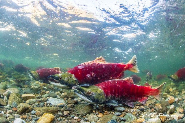 Sockeye Salmon-6.jpg