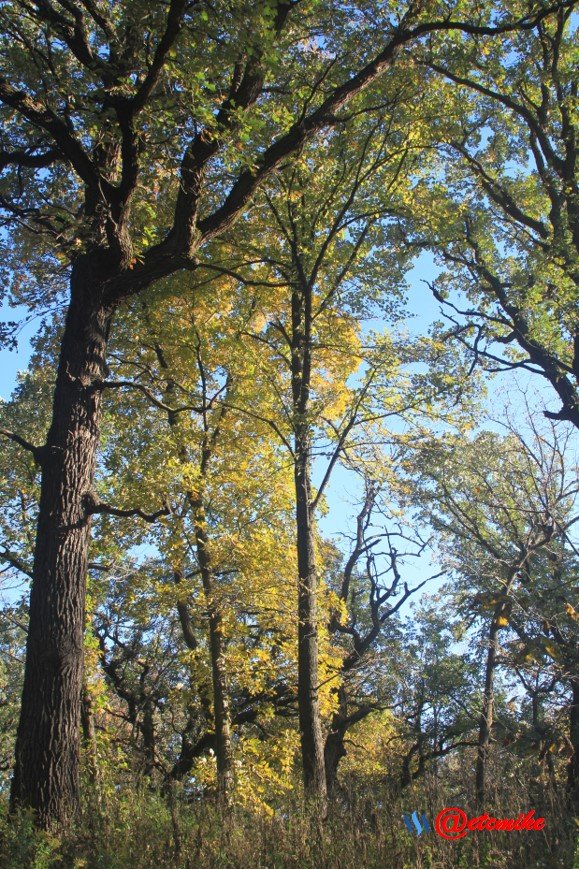 fall colors trees fontenelle forest landscape Fall0033.JPG