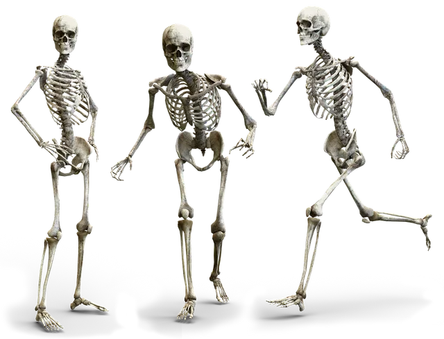 skeleton-3342754_1280.webp