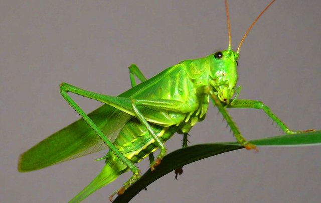 Green grasshopper.jpg