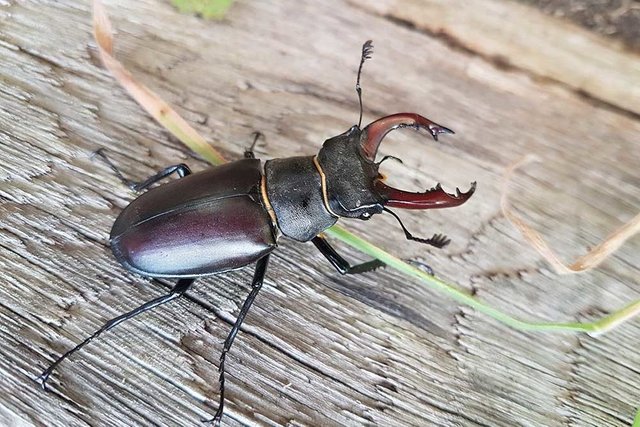 A-Silver-male-stag-beetle-header-PTES-great-stag-hunt-2019-e1561475715269.jpg