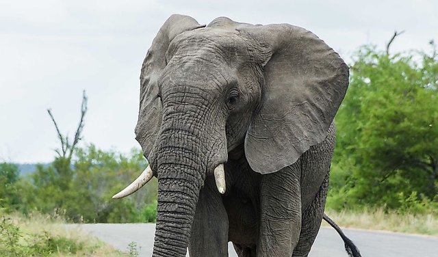 african-elephant.jpg