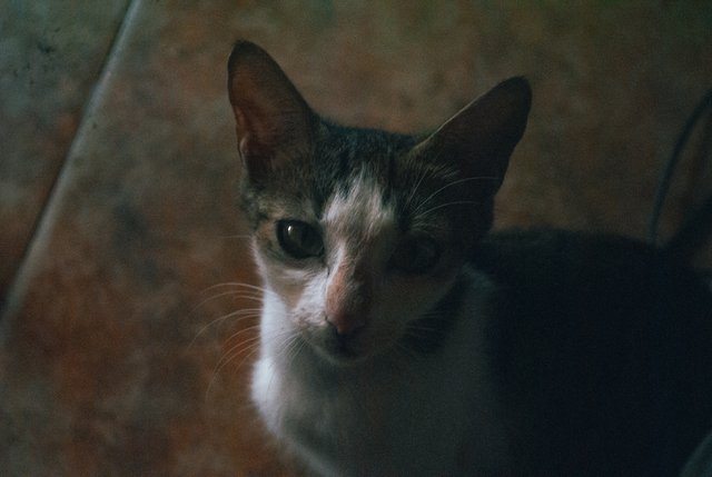 Catty4.jpg