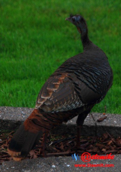 Wild Turkey Turkey02.jpg