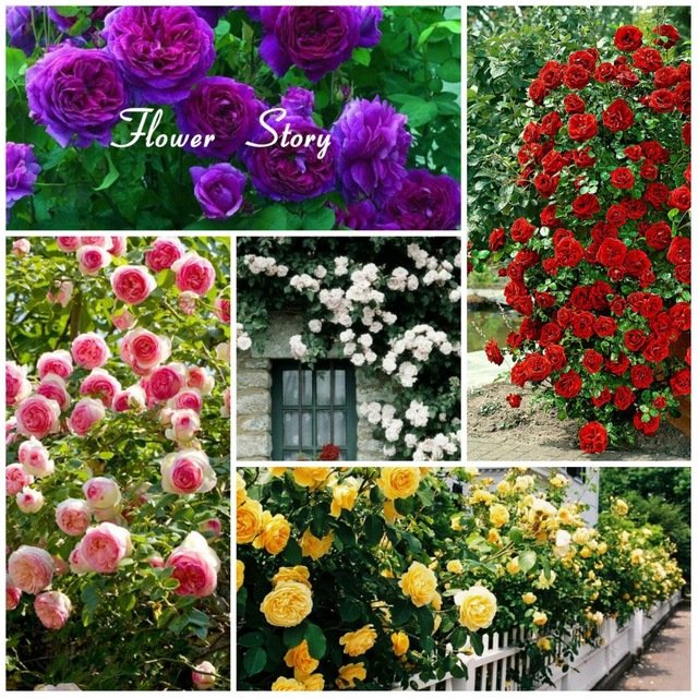 100-Climbing-Roses-Seeds-Pink-Red-Purple-White-Popular-Classic-Garden-FLOWER-Yellow-Free-Shipping.jpg_640x640.jpg