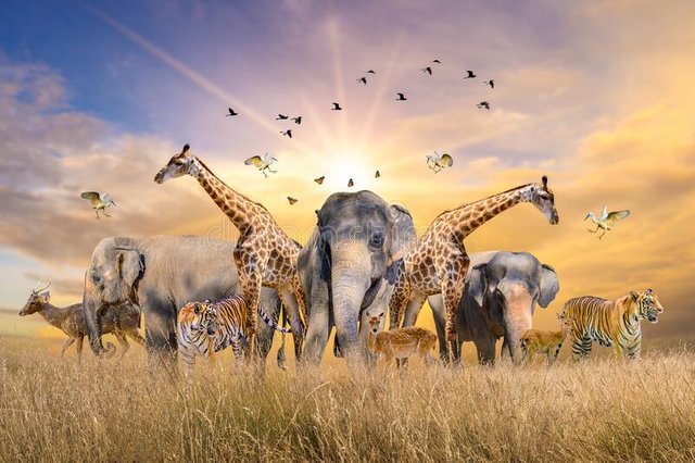 large-group-african-safari-animals-wildlife-conservation-concept-174172993.jpg
