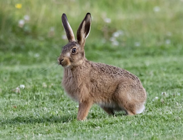 young-hare-5374701_1280.jpg