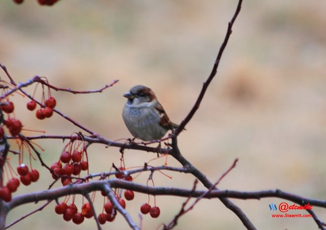 House Sparrow IMG_0182.JPG