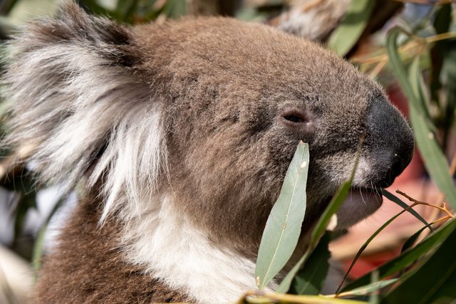 Koala1 (1 of 1).JPG