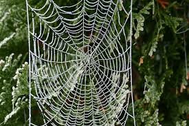 morning dew spider web.jpg