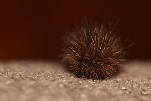 caterpillar hairy 3.jpg