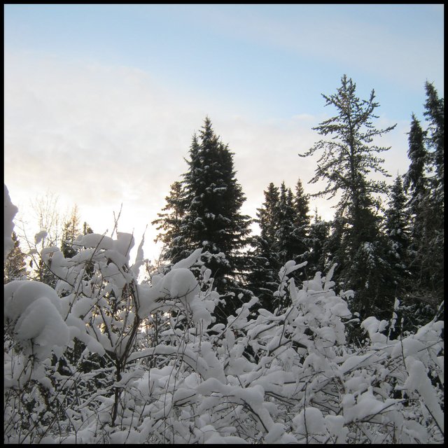 snow on honeysuckle bush and spruce skyline.JPG
