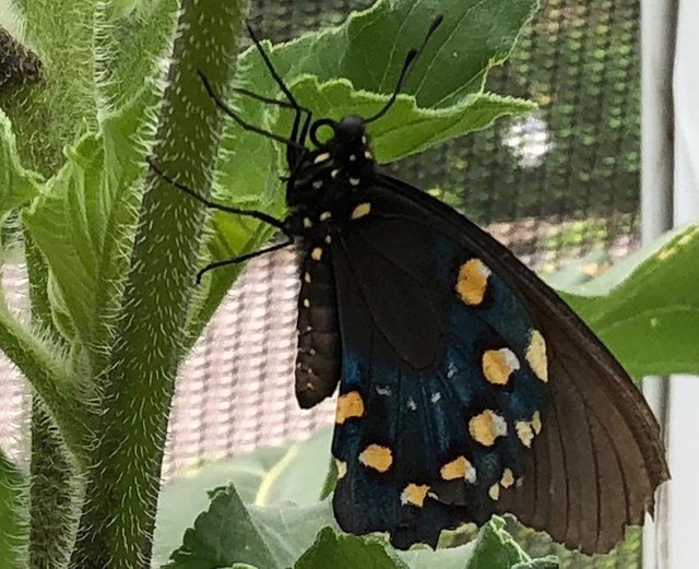 PipevineSwallowtail.jpg