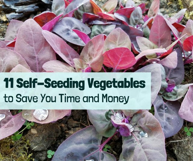self-seeding-vegetables-featured.jpg