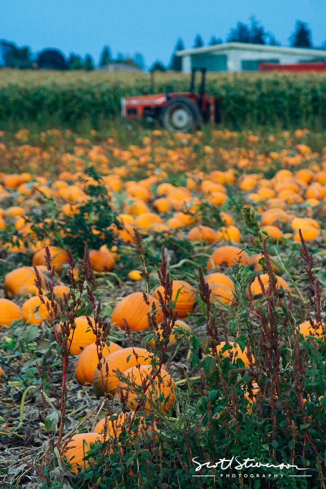 Pumpkin Field-1.jpg