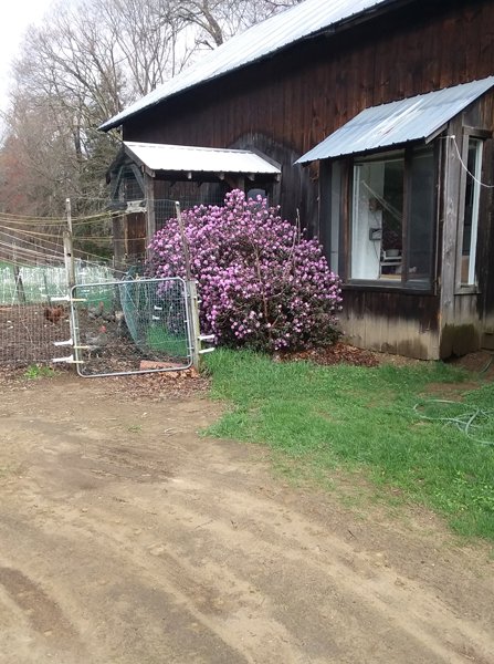 Rhododendron at barn crop April 2019.jpg