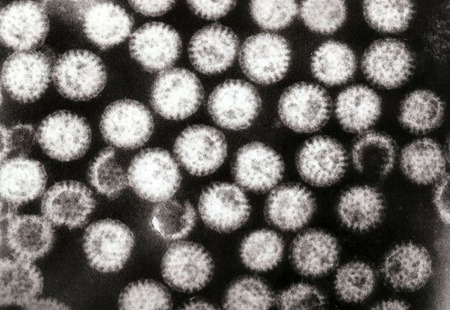 Multiple_rotavirus_particles.jpg