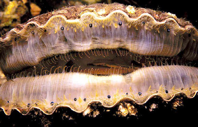 640px-Scallop_eyes.jpg