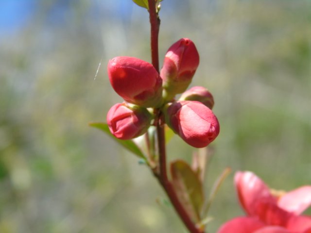 1photos fleurs rouges.JPG