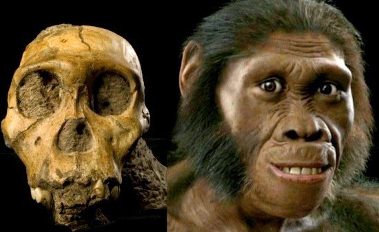 El Australopithepus.jpg