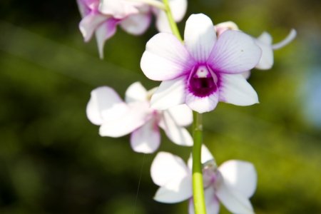 16238700-beautiful-orchid.jpg