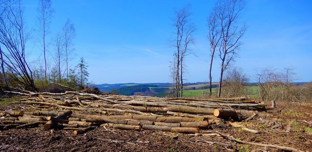 nature-5155047_1280.jpg
