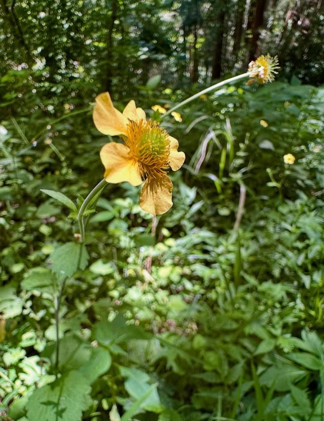 IMG_20250711_171849.jpg