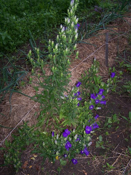 Big garden - Canterbury Bells crop June 2019.jpg