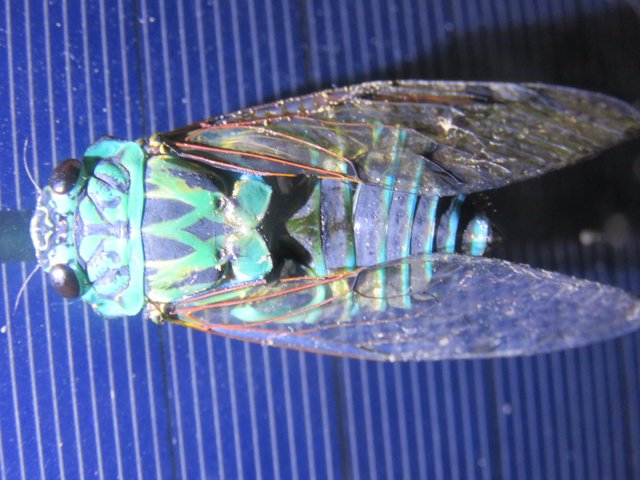 TURQUOISE CICADA.jpg