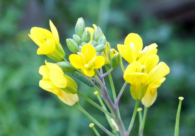 RD0217-Mustard-Flower.jpg