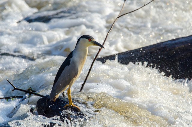 Black Crowned Night Heron.jpg