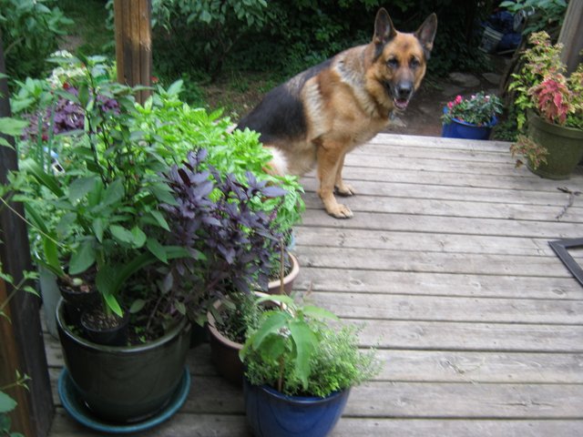 Bruno sitting by basil on deck.JPG