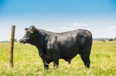 agribusiness-close-black-brangus-cattle-260nw-1672539088~2.jpg