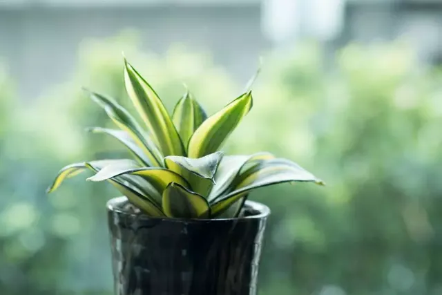 Snake-Plant.webp