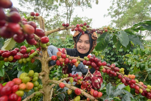 Kopi Gayo 1.jpg