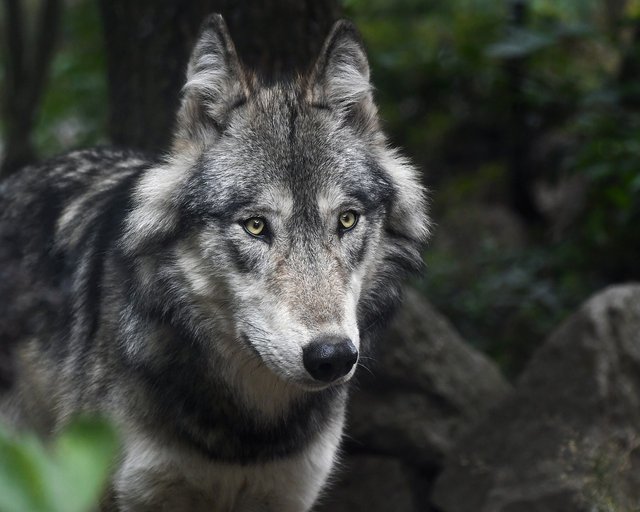 wolf-3241382_1280.jpg