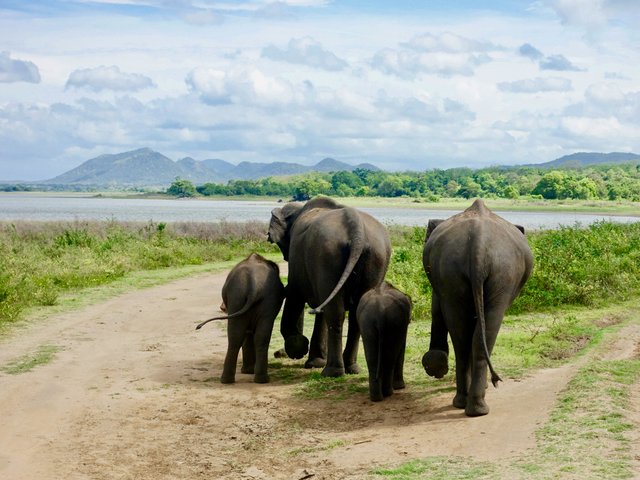 Sri Lanka (149 von 170).jpg