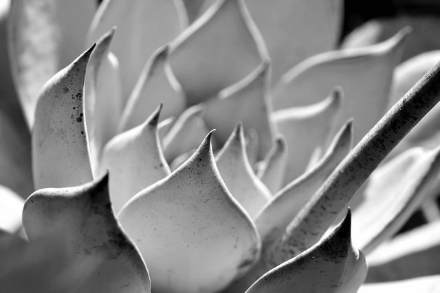 Echeveria blue bw.jpg