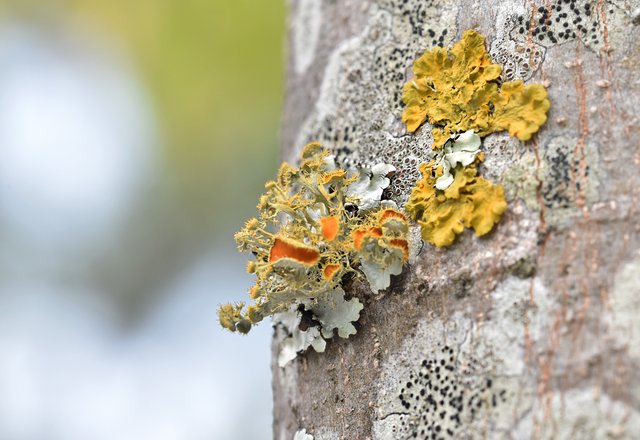 orange lichen tree 2.jpg