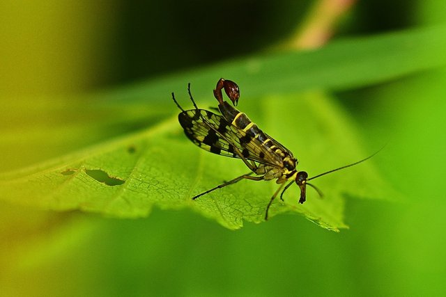 insect-5258283_1280.jpg