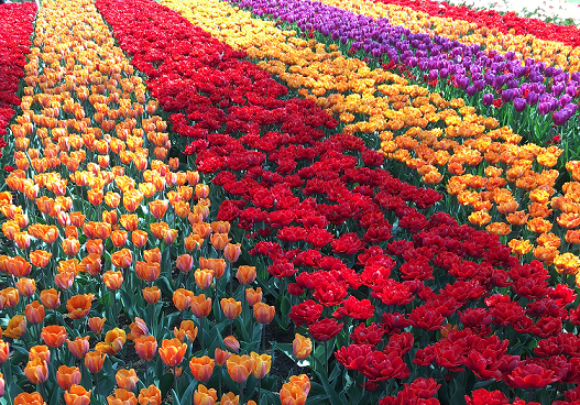 Keukenhof 13.png