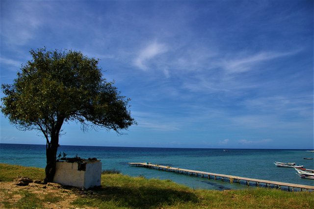 El árbol y el mar-1.jpg