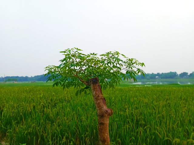 IMG_20250925_073044.jpg
