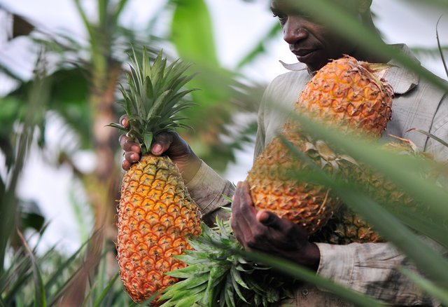 pineapple-growing-in-uganda1442393139.jpg