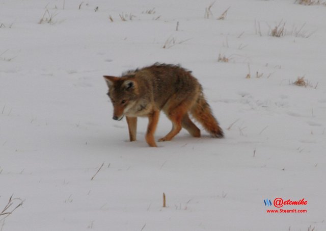 animal-photography wildlife coyote PFW11_0403.JPG