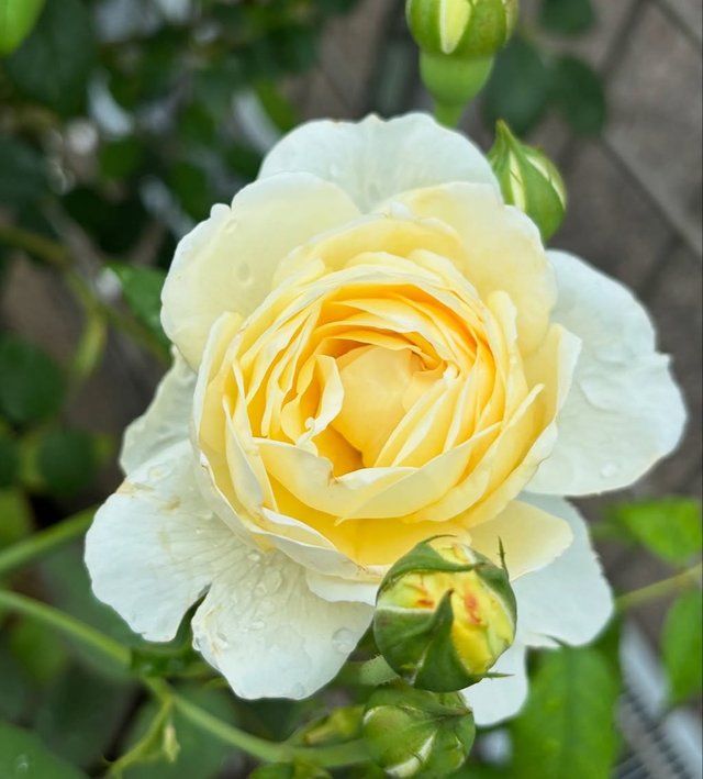 IMG_20250626_103346.jpg