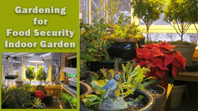 Gardening for Food Security indoor garden Xmas plus overview snap 640 x 360.JPG