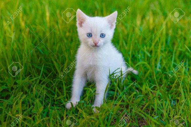 36703159-kitten-cute-cat-with-blue-eyes-white-on-green-grass-pet-animal.jpg