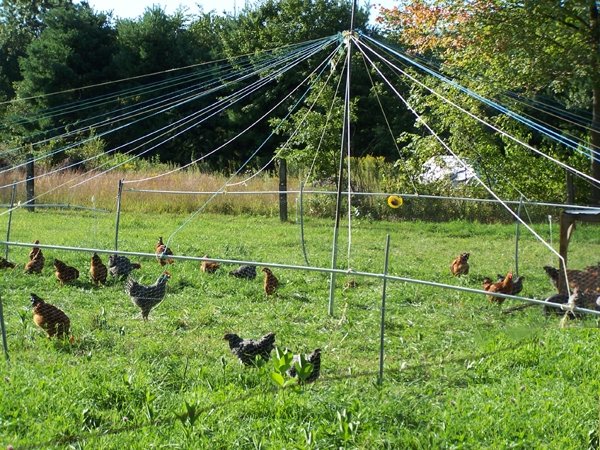 Circus tent & chickens1 crop August 08.jpg