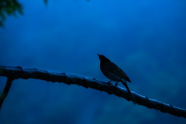 Red Vented Bulbul sillhouete.jpg